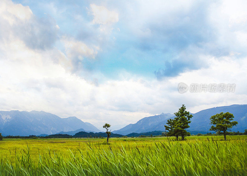 巴伐利亚自然保护区Murnauer Moos与沼泽地，最大的连续，半自然保存沼泽地区中欧，上巴伐利亚，德国